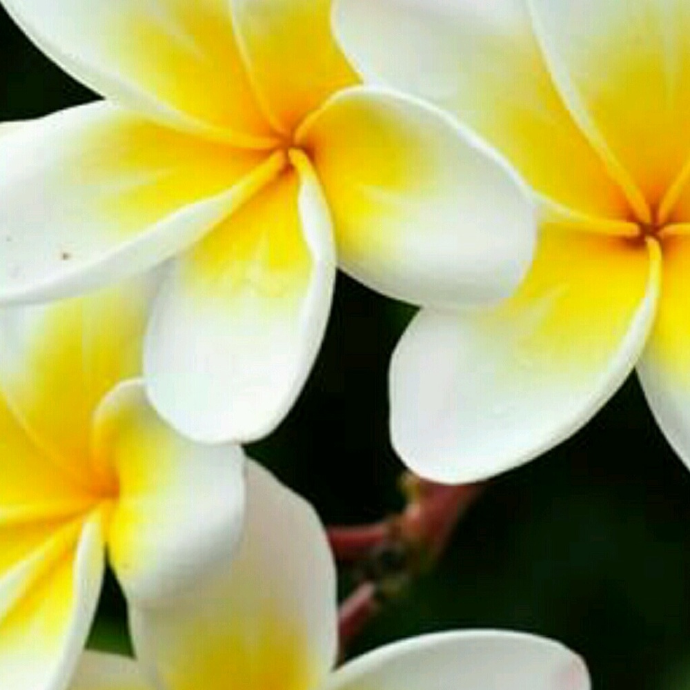 Meet your Posher, Aisha